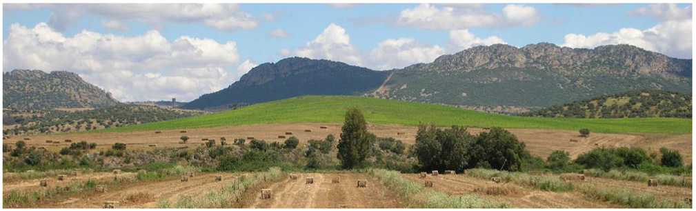 Paisage de un campo de trigo cosechado